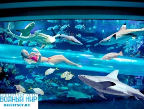 basseynov.ru Хотите поплавать в бассейне в месте с акулами?